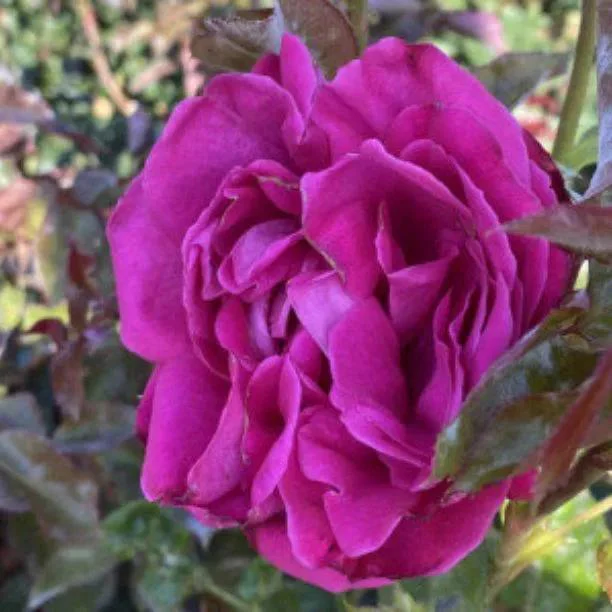 Twice In A Blue Moon Rose Bushes | Ashridge Nurseries